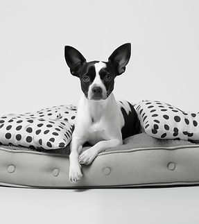 Resting dog